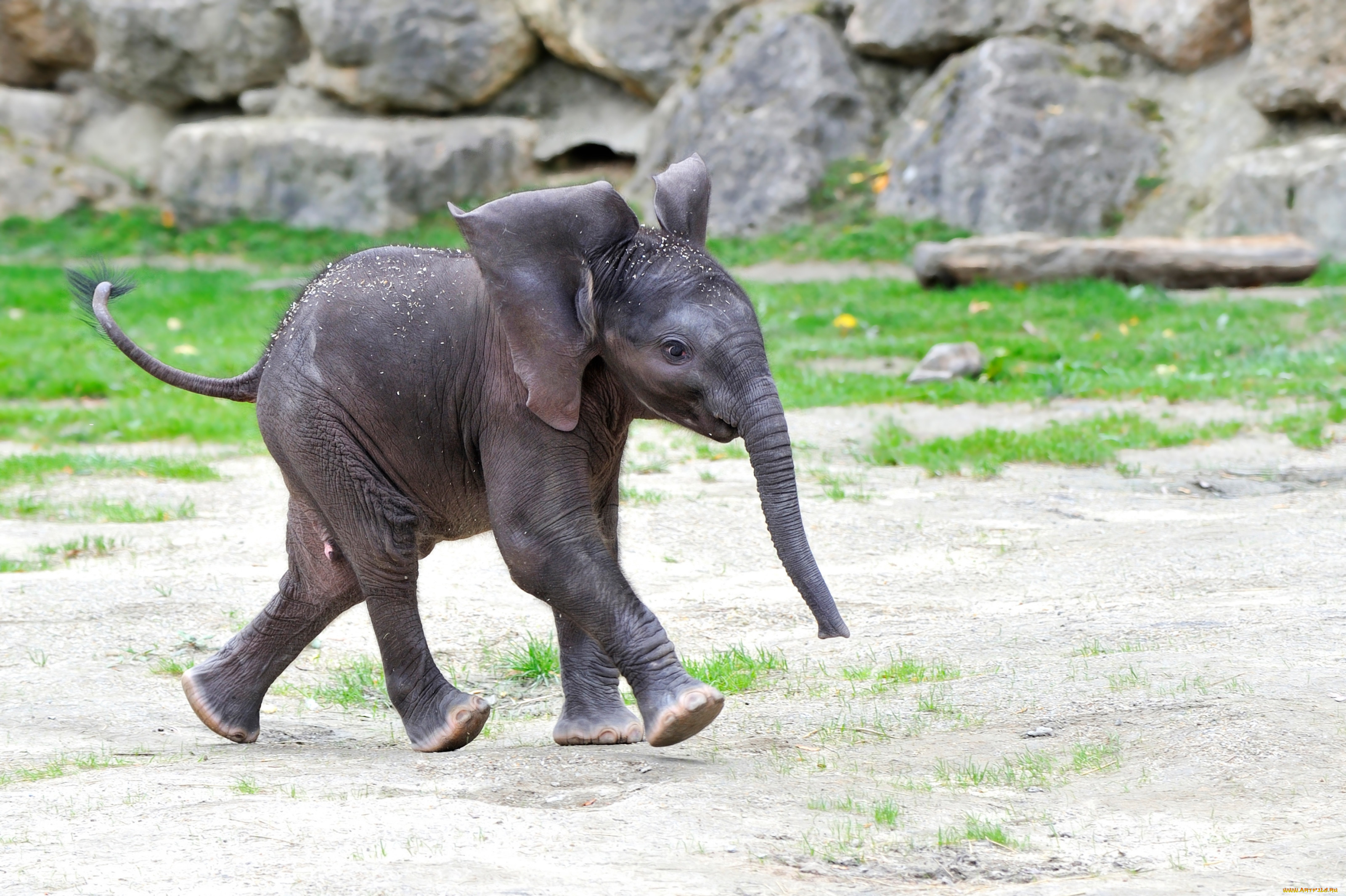 Тега животное. Слоненок. Маленький слон. Маленький Слоник. Самый маленький слон.